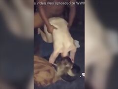 fat n. having his way with white bitch